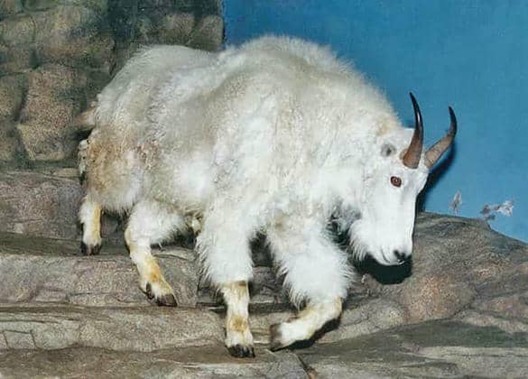 動物図鑑・シロイワヤギ